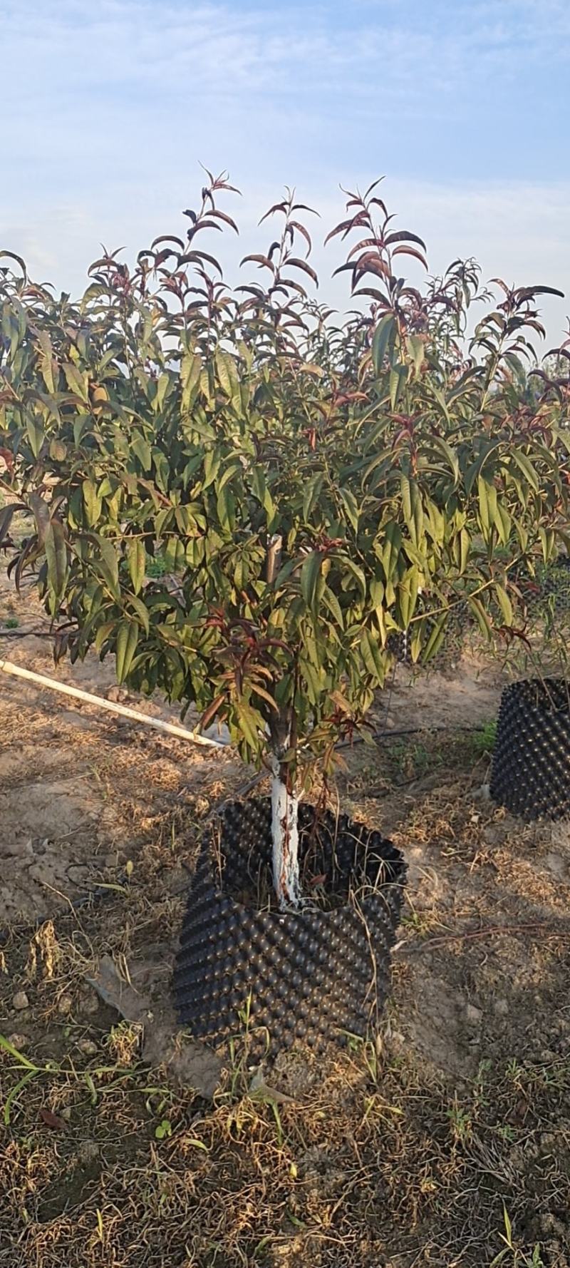 出售定植红叶碧桃，产地直供，支持线上交易，