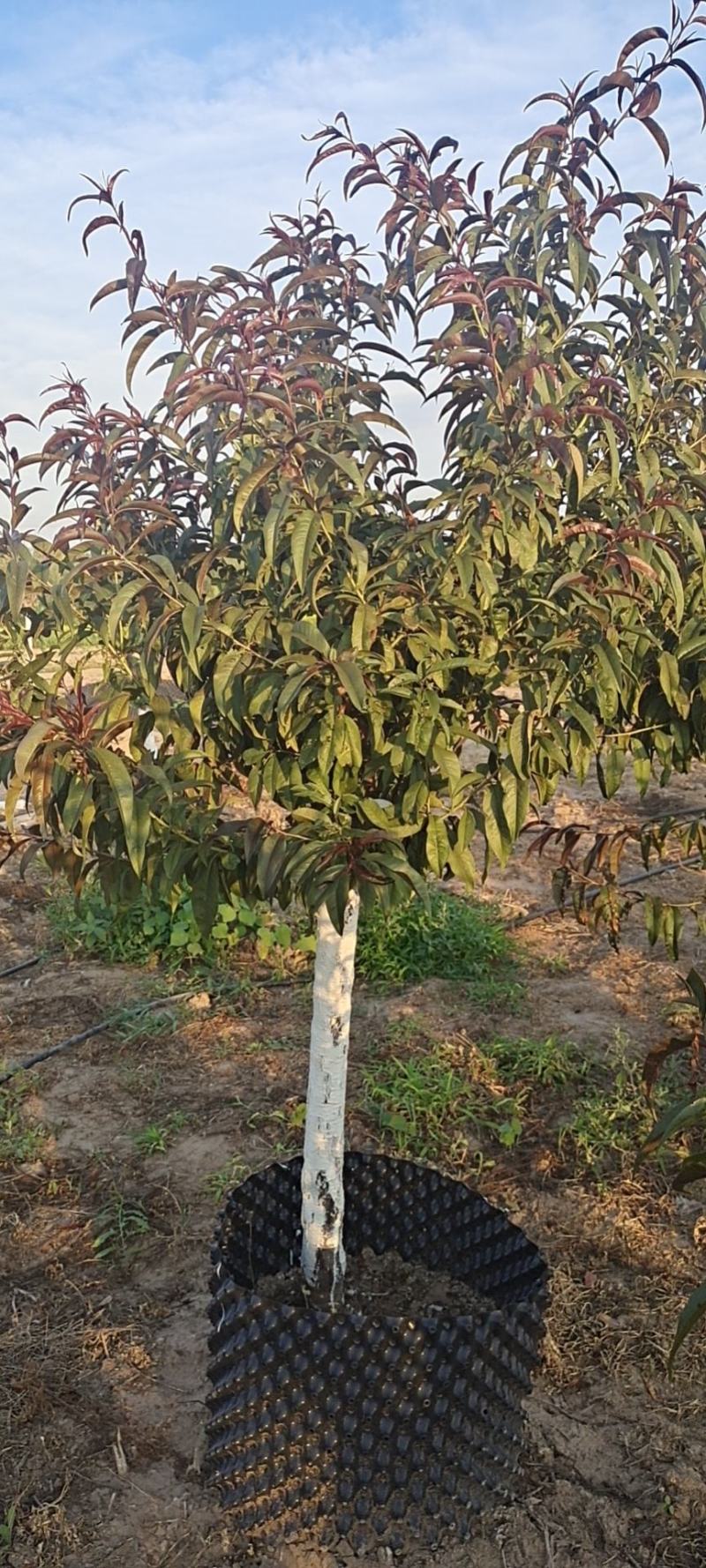 出售定植红叶碧桃，产地直供，支持线上交易，