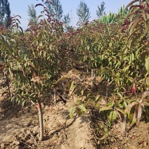 出售定植红叶碧桃，产地直供，支持线上交易，