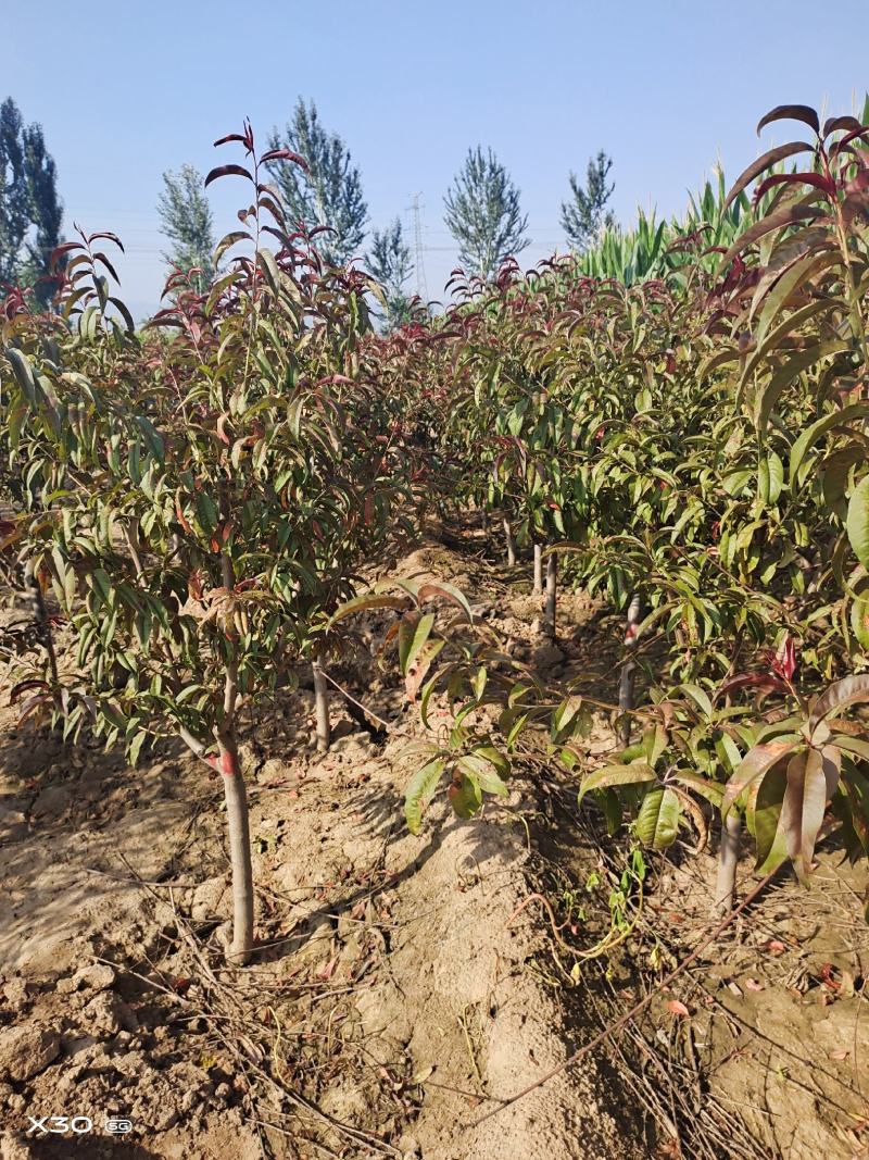 出售定植红叶碧桃，产地直供，支持线上交易，