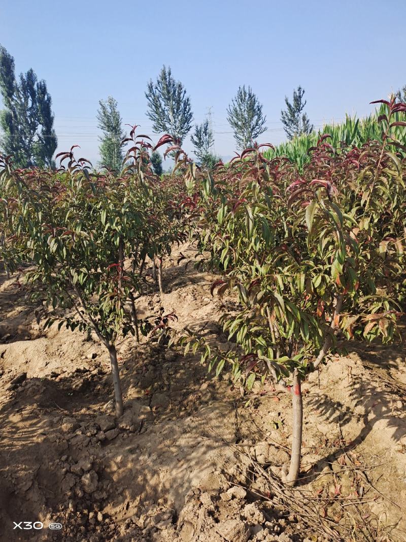 出售定植红叶碧桃，产地直供，支持线上交易，
