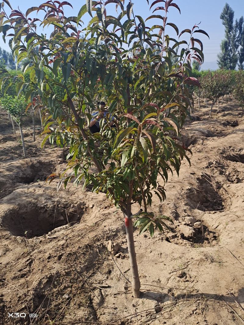 出售定植红叶碧桃，产地直供，支持线上交易，