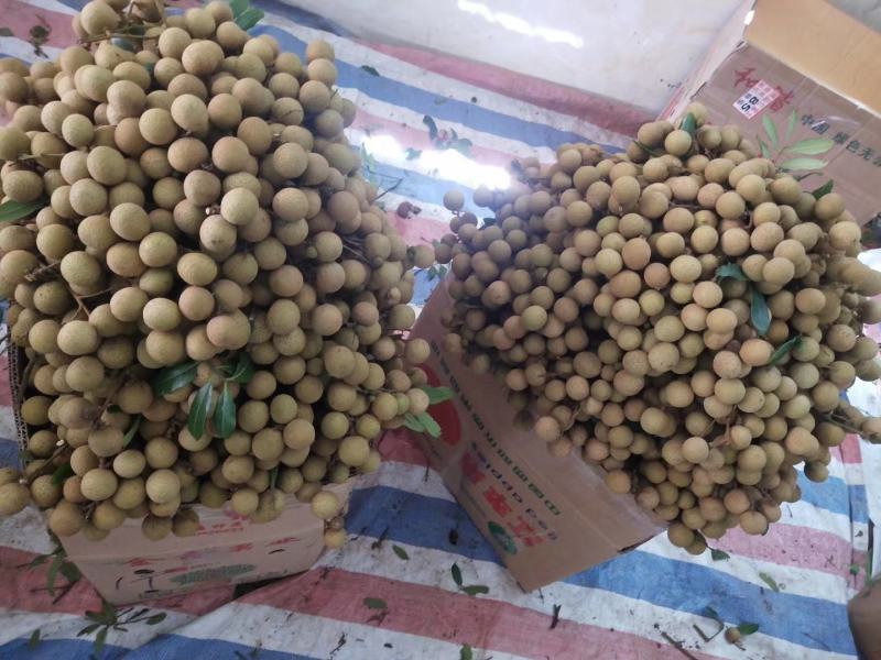 鲜果石硖储良乌圆龙眼产地代办与批发龙眼