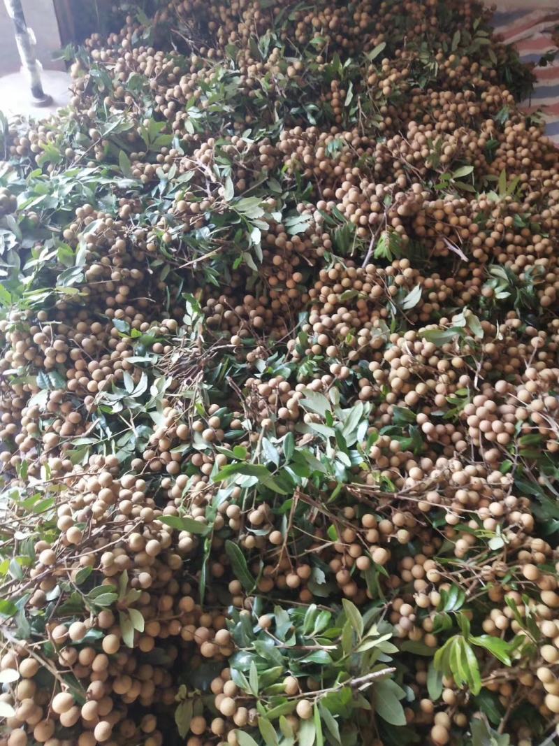 鲜果石硖储良乌圆龙眼产地代办与批发龙眼