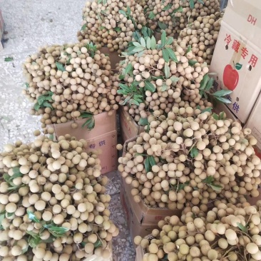 鲜果石硖储良乌圆龙眼产地代办与批发龙眼