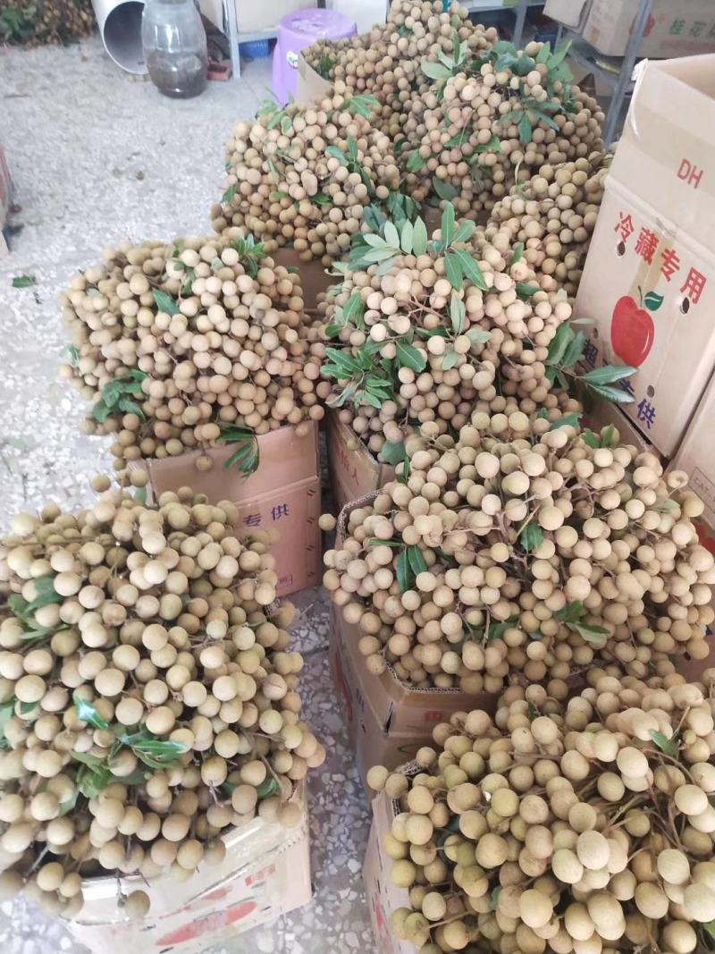 鲜果石硖储良乌圆龙眼产地代办与批发龙眼