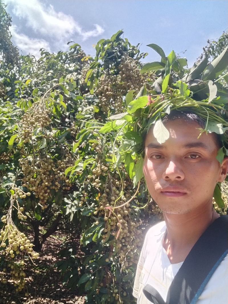 鲜果石硖储良乌圆龙眼产地代办与批发龙眼