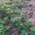 精品草莓苗量大从优商超直供欢迎咨询