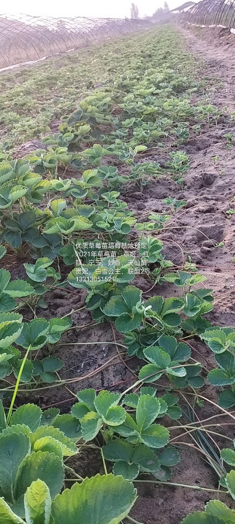 精品草莓苗量大从优商超直供欢迎咨询