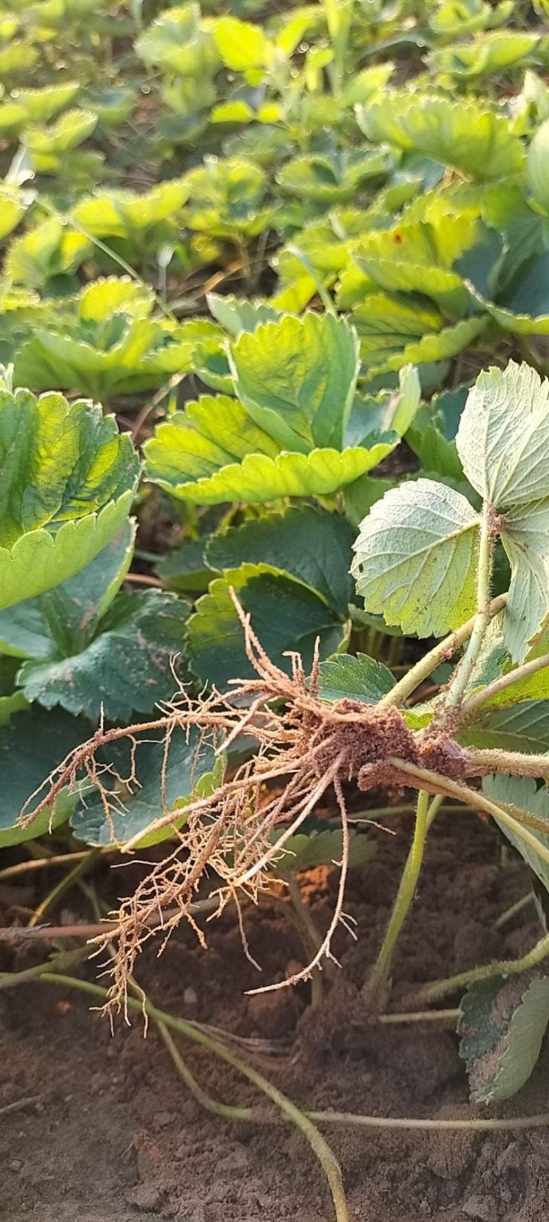 精品草莓苗量大从优商超直供欢迎咨询