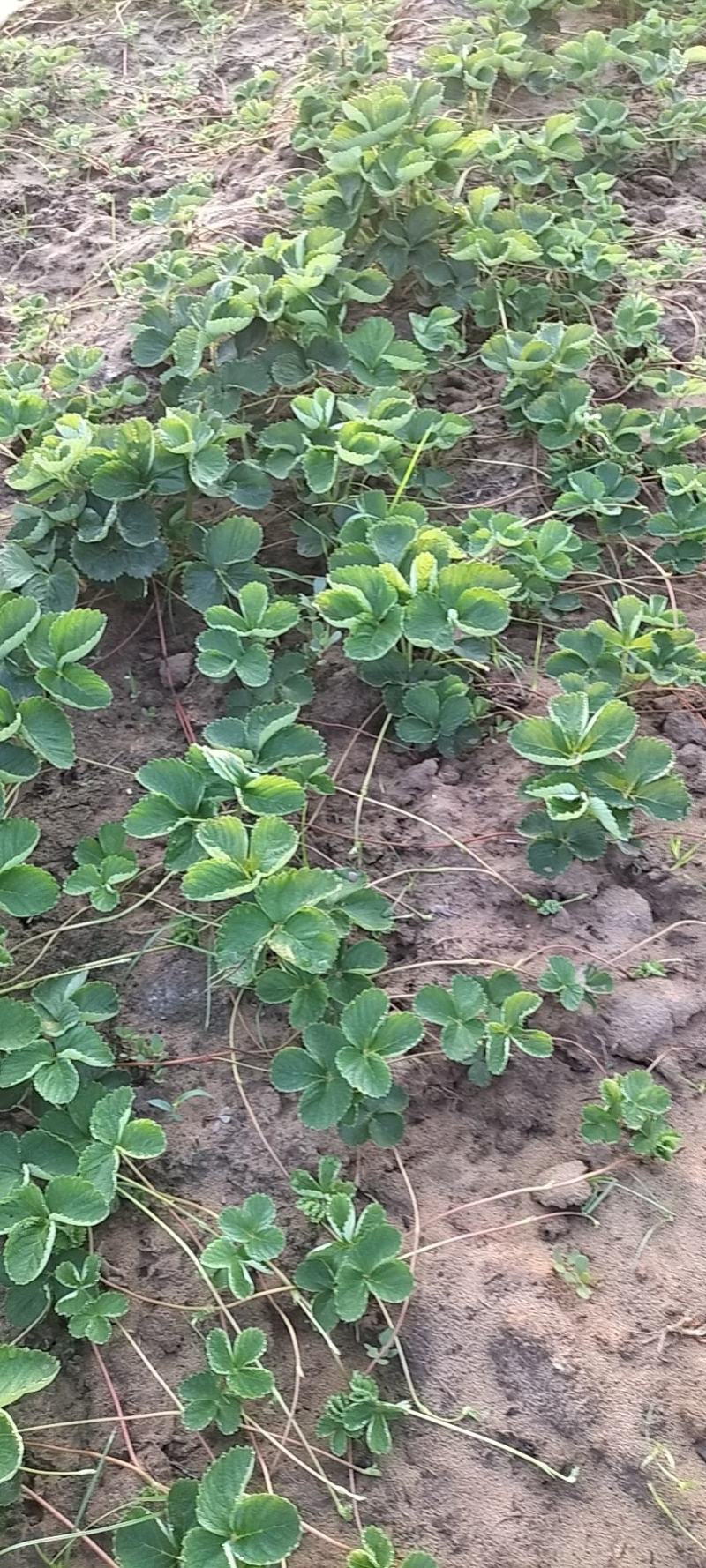 精品草莓苗量大从优商超直供欢迎咨询