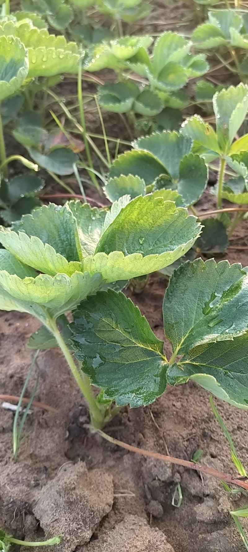 精品草莓苗量大从优商超直供欢迎咨询