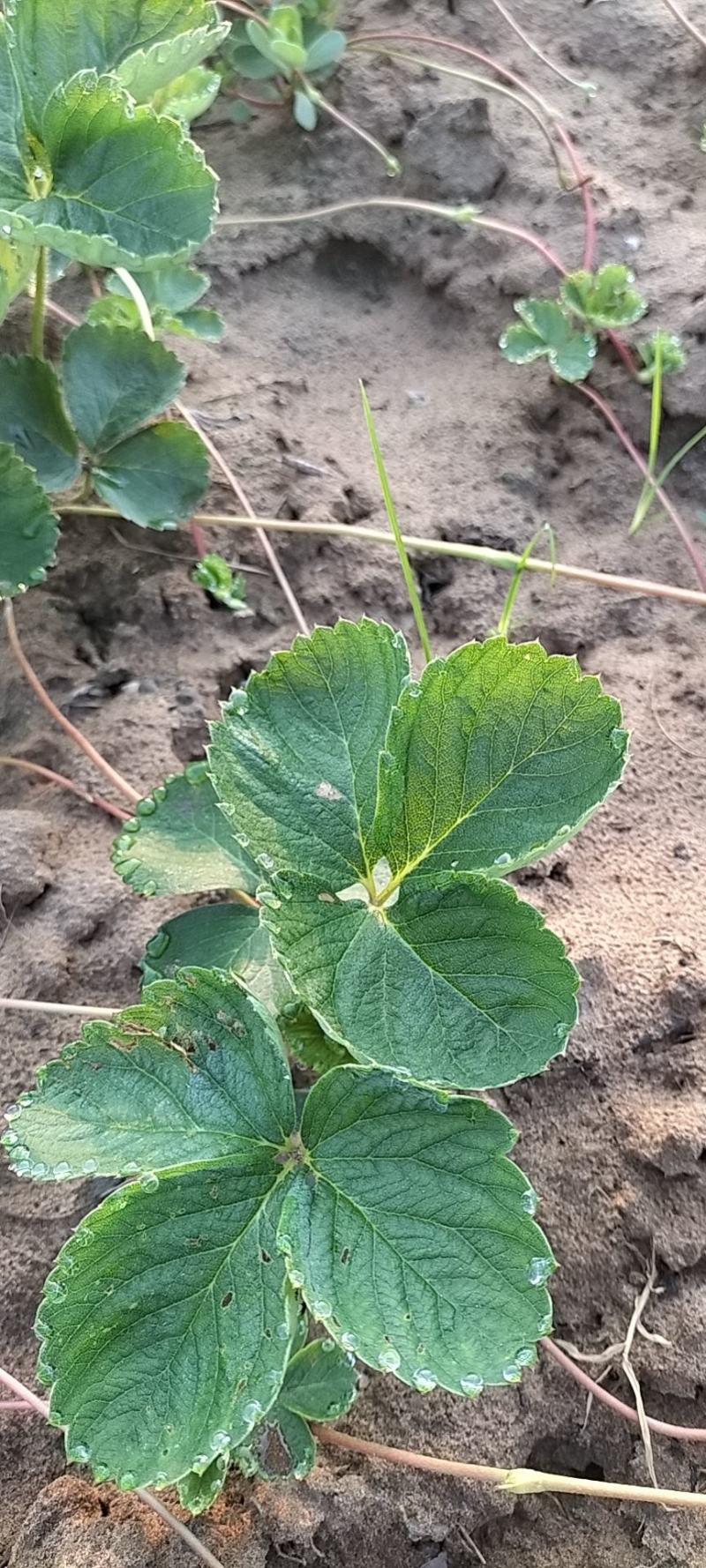 精品草莓苗量大从优商超直供欢迎咨询