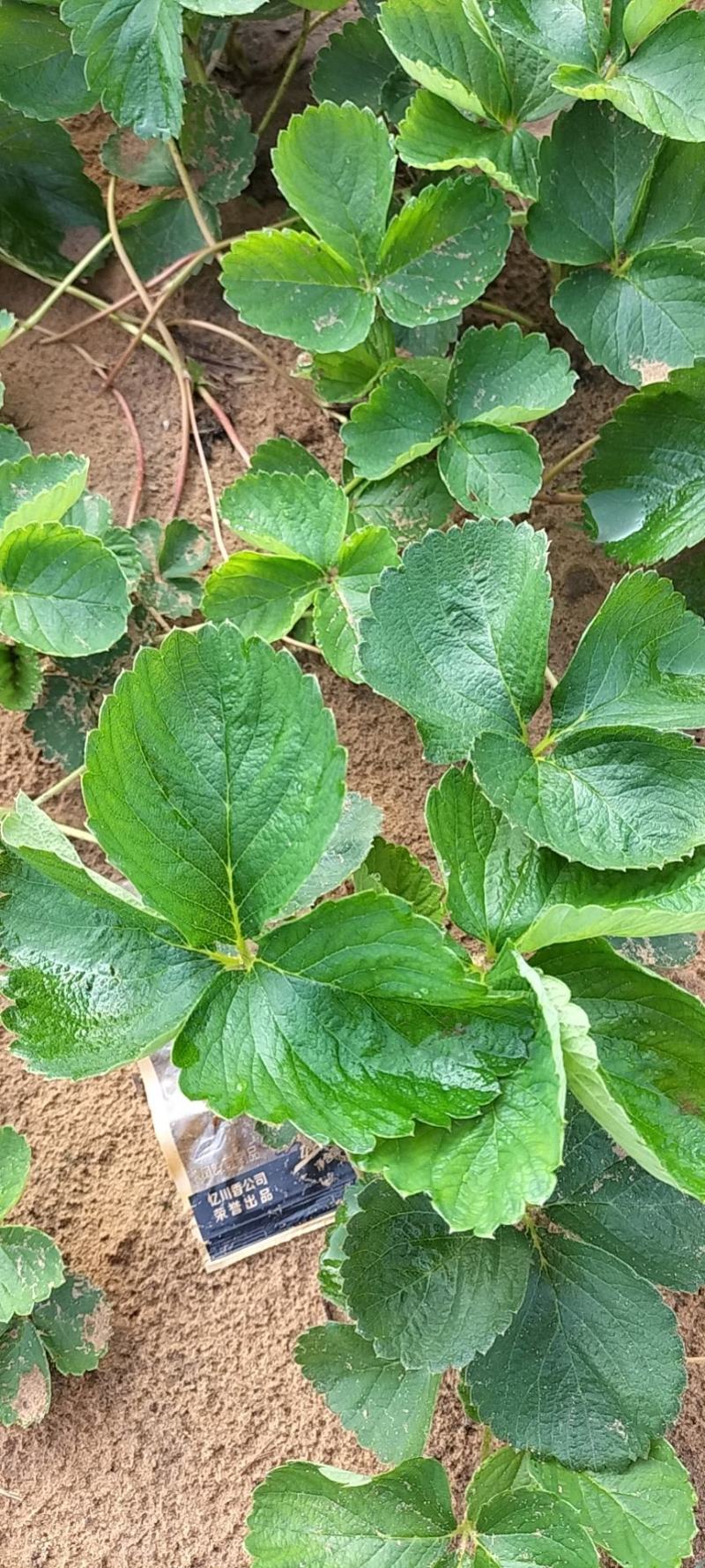 精品草莓苗量大从优商超直供欢迎咨询