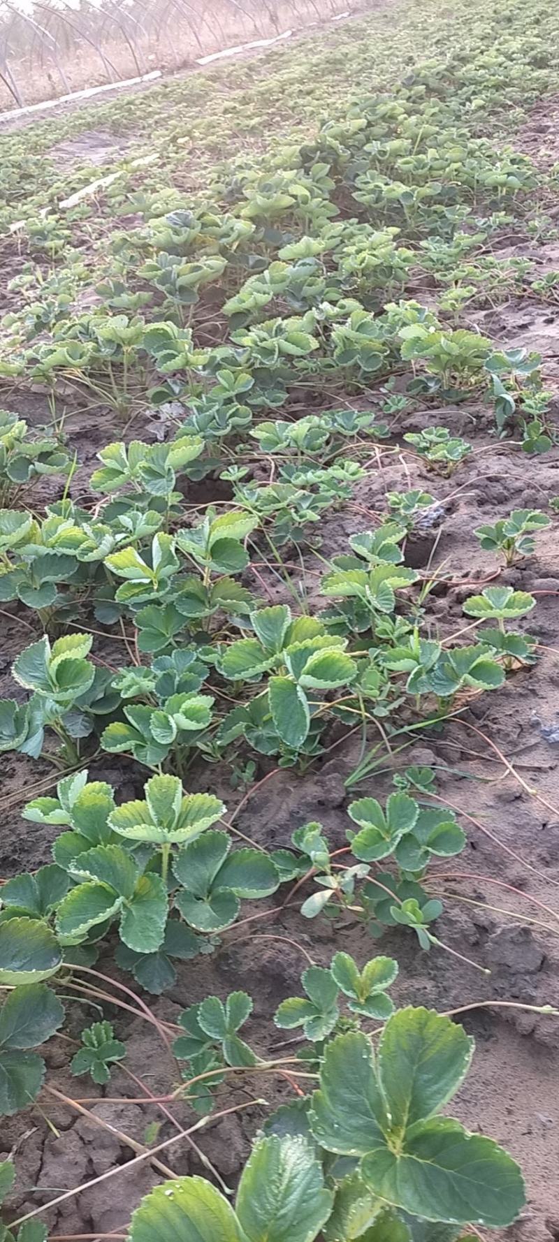 精品草莓苗量大从优商超直供欢迎咨询