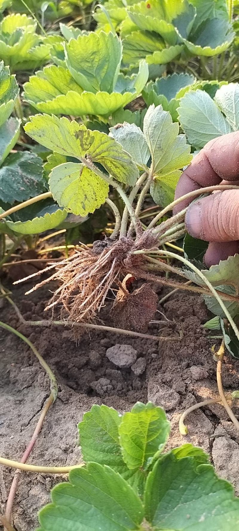 精品草莓苗量大从优商超直供欢迎咨询