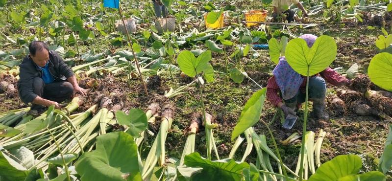 【有好货】芋头广西荔浦芋头香芋产地货源量大价优