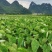 【有好货】芋头广西荔浦芋头香芋产地货源量大价优