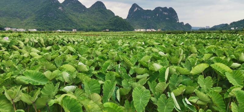 【有好货】芋头广西荔浦芋头香芋产地货源量大价优