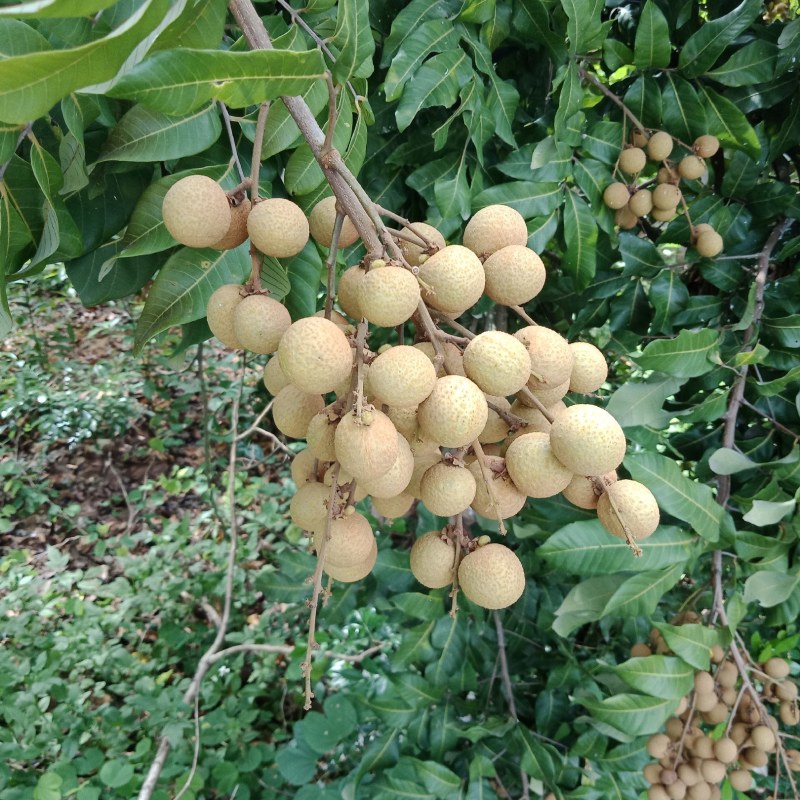 优质龙眼古山二号右硖储良