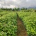 三角枫香树苗枫香小苗绿化造林苗山林复绿苗木三角枫