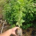 三角枫香树苗枫香小苗绿化造林苗山林复绿苗木三角枫