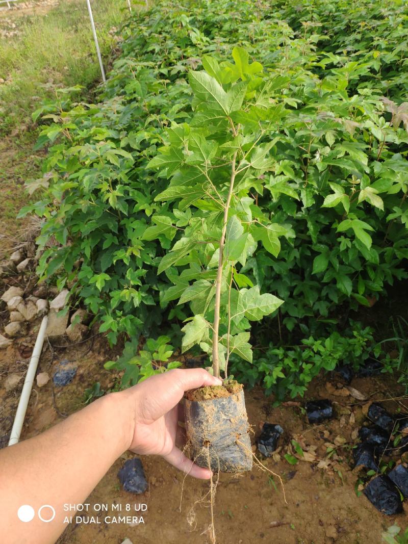 三角枫香树苗枫香小苗绿化造林苗山林复绿苗木三角枫