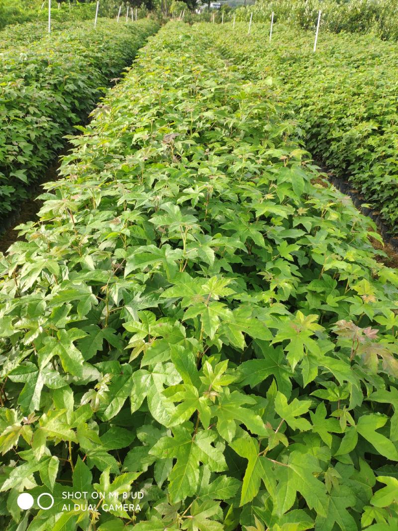 三角枫香树苗枫香小苗绿化造林苗山林复绿苗木三角枫