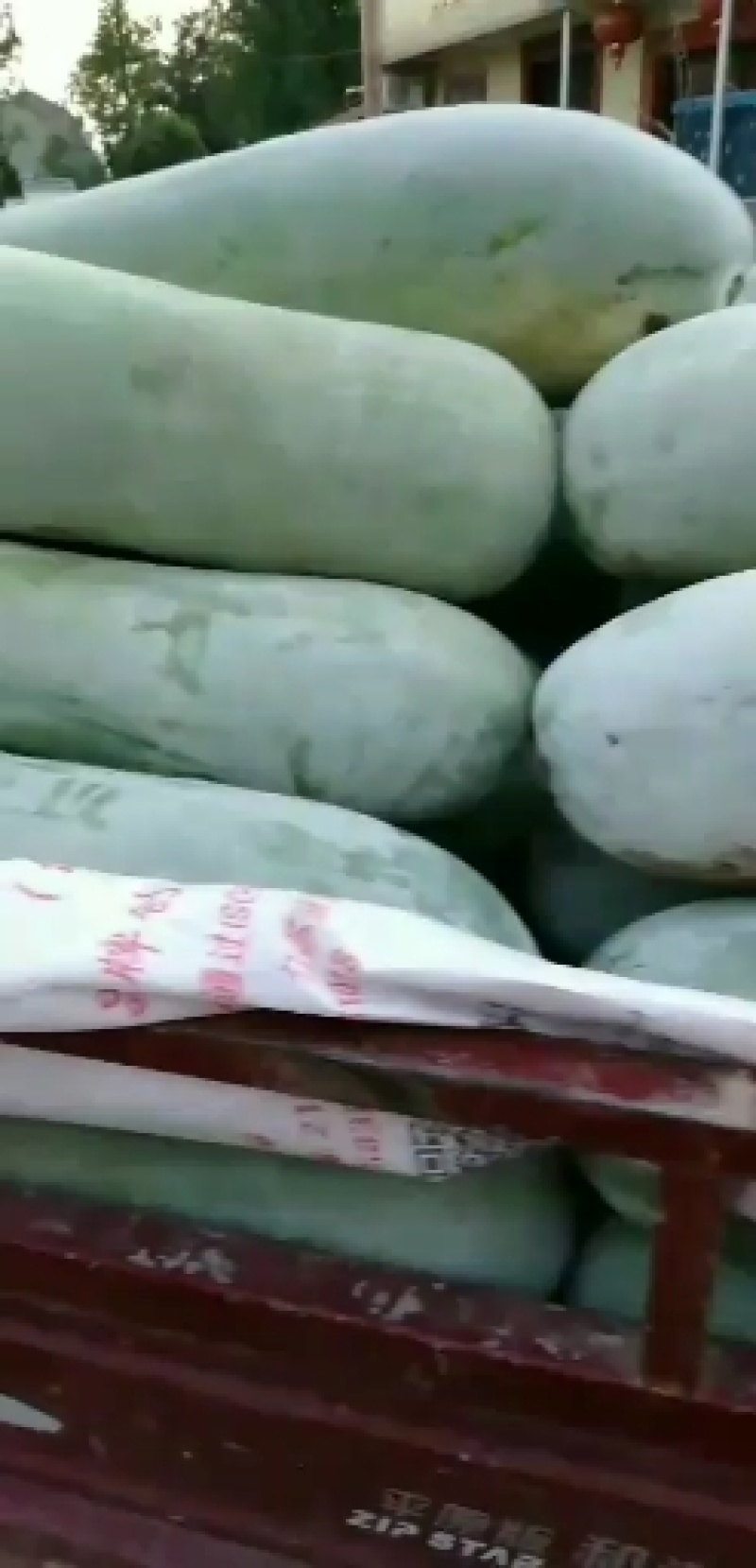 白皮冬瓜大量有货二十五斤起