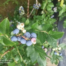自产蓝莓