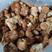东北猴头菇营养美味基地批发质优价廉干猴头菇批发