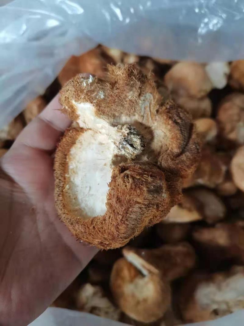 东北猴头菇营养美味基地批发质优价廉干猴头菇批发