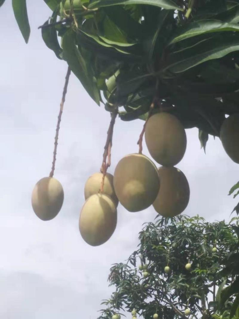 攀枝花吉禄套袋果，黄袋果