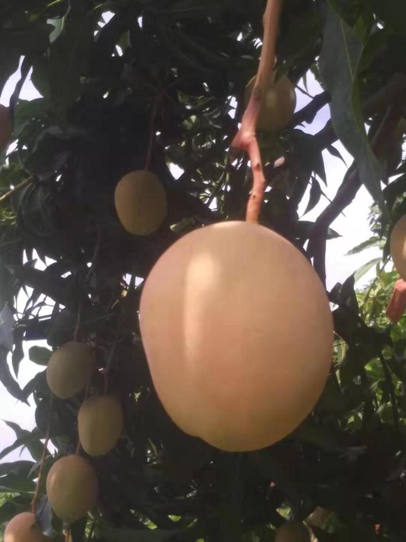 攀枝花吉禄套袋果，黄袋果