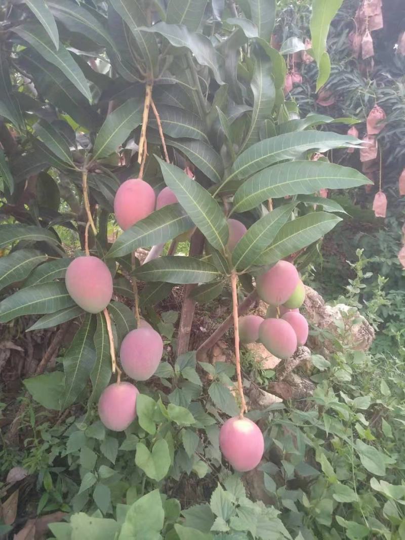 攀枝花吉禄套袋果，黄袋果