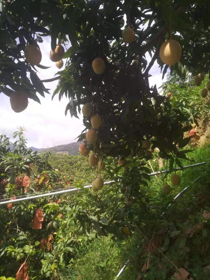 攀枝花吉禄套袋果，黄袋果