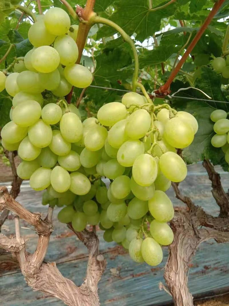 维多利亚葡萄大量供应，温室，冷棚，地面货都有