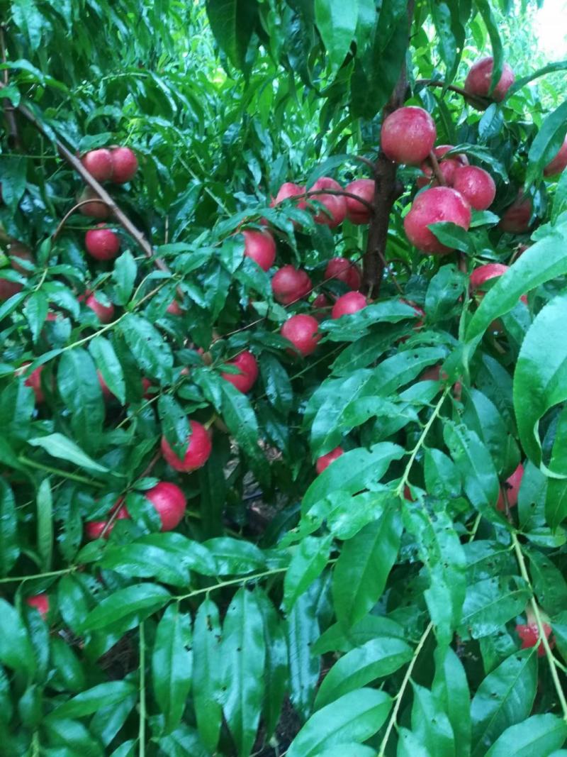 中有20颜色好，果面好口感好黄心