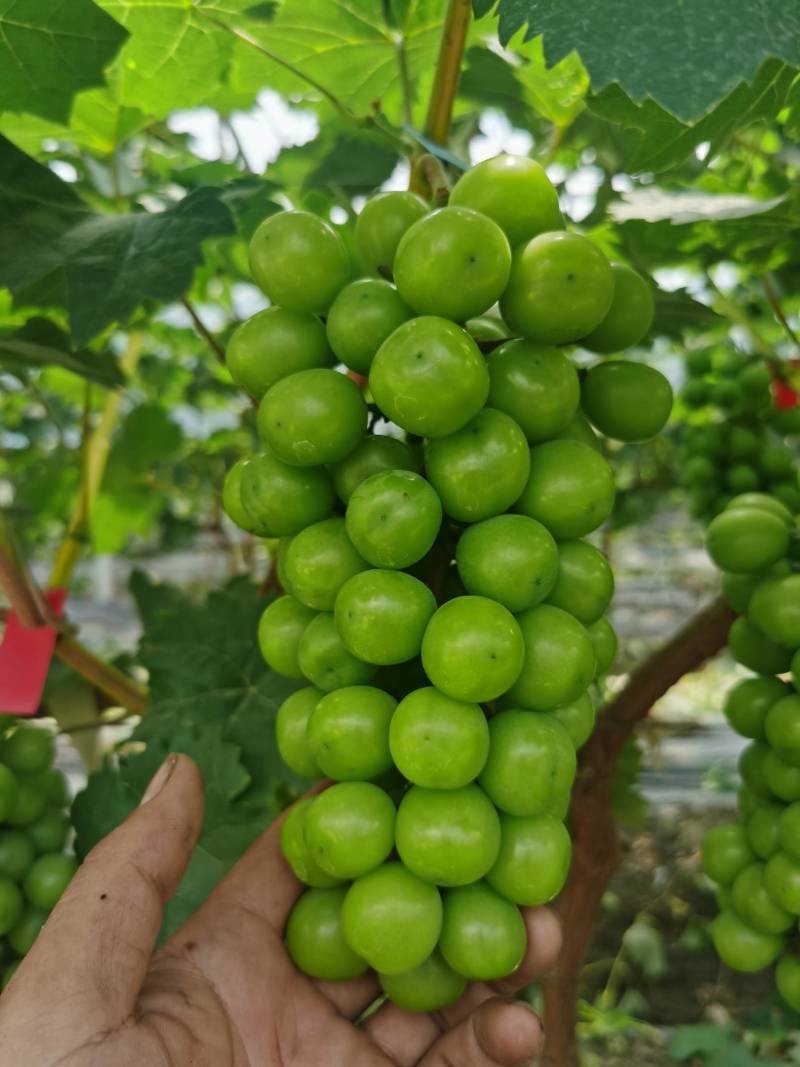 安徽合肥肥东梁园阳光玫瑰种植基地