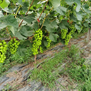 安徽合肥肥东梁园阳光玫瑰种植基地