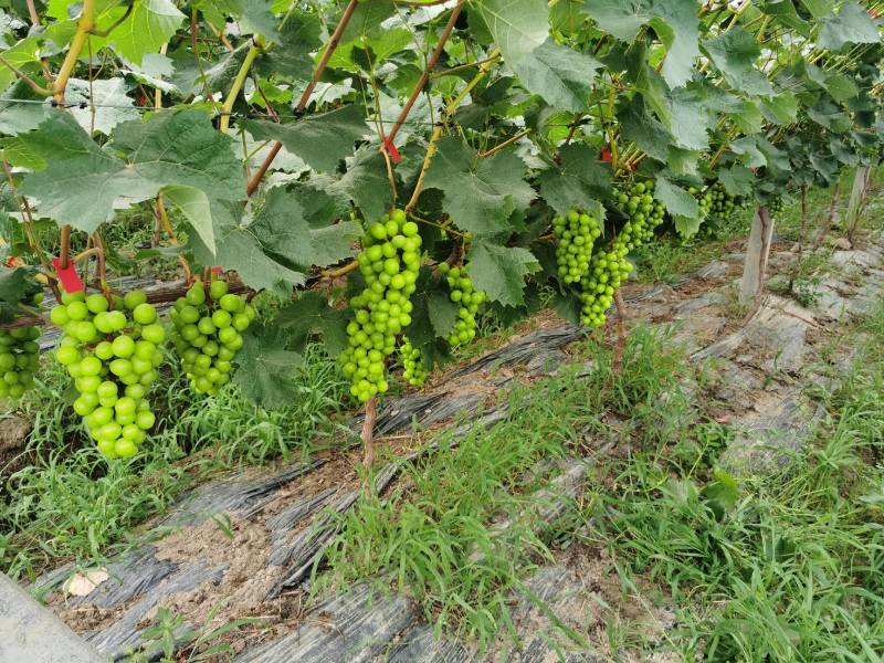 安徽合肥肥东梁园阳光玫瑰种植基地