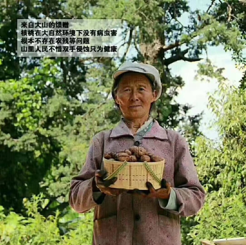 大凉山新鲜核桃支持一件代发整车出货