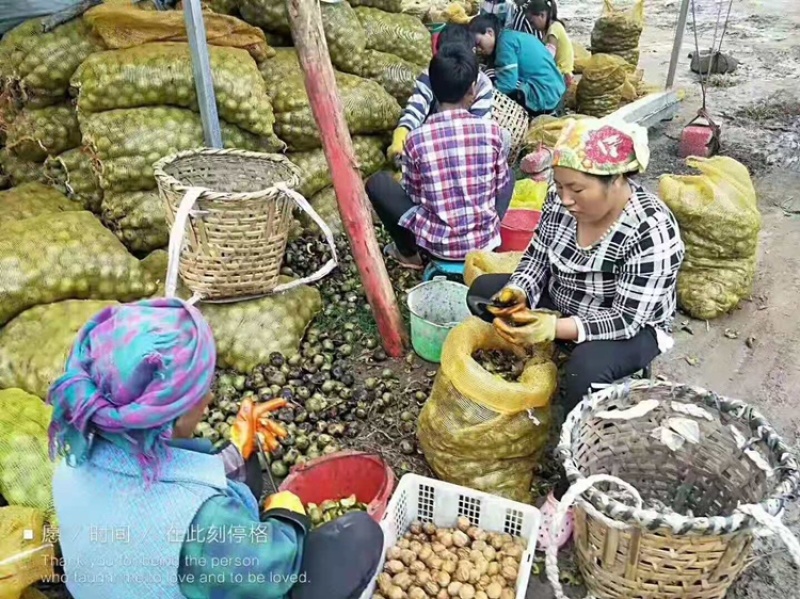 大凉山新鲜核桃支持一件代发整车出货