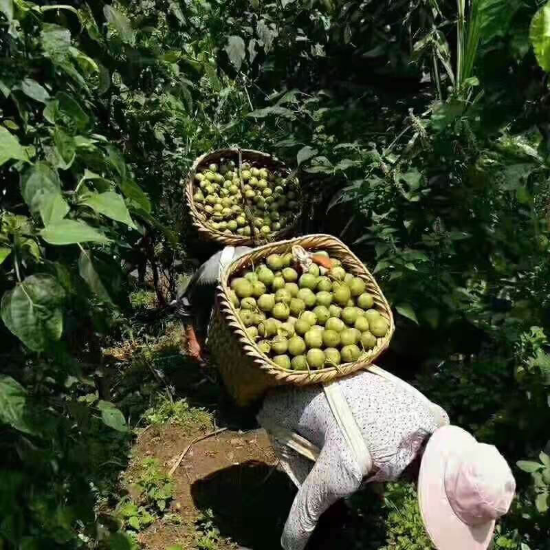 大凉山新鲜核桃支持一件代发整车出货