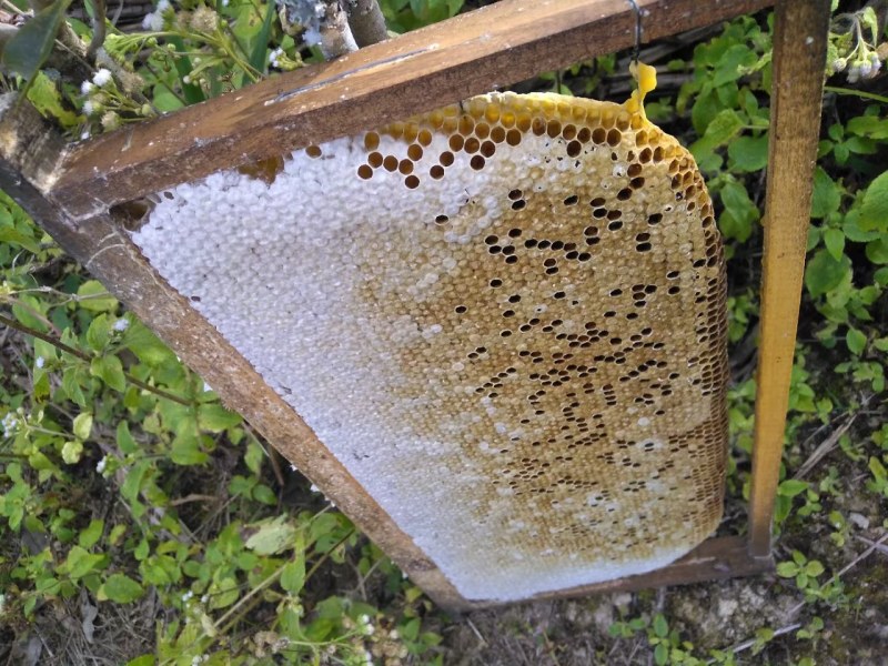 万安高山土蜂蜜自然采摘山里人的土蜂中蜂/蜂蜜活框养