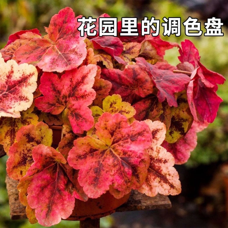 矾根，一手货源，产地批发，颜色齐全，大量供应