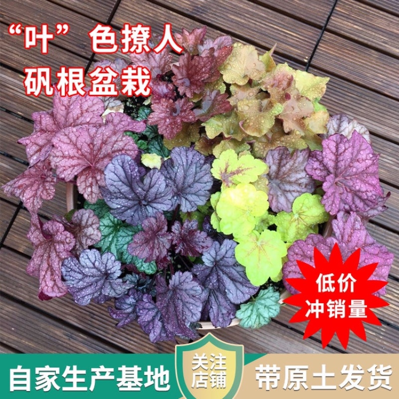 矾根，一手货源，产地批发，颜色齐全，大量供应