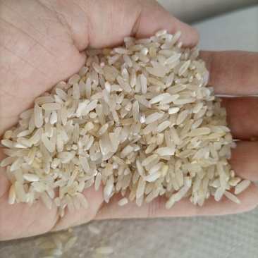 7.11新到碎米纯粹碎米鸡食米养殖场专用饲料米色选米批发