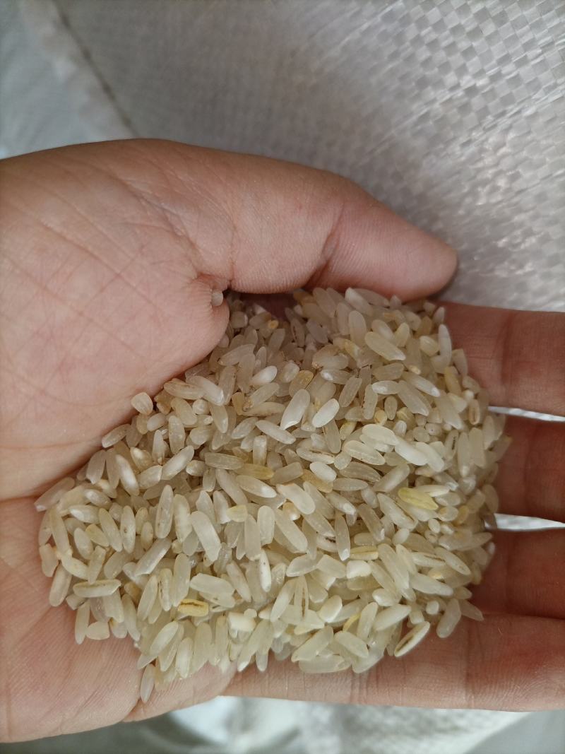 7.11新到碎米纯粹碎米鸡食米养殖场专用饲料米色选米批发