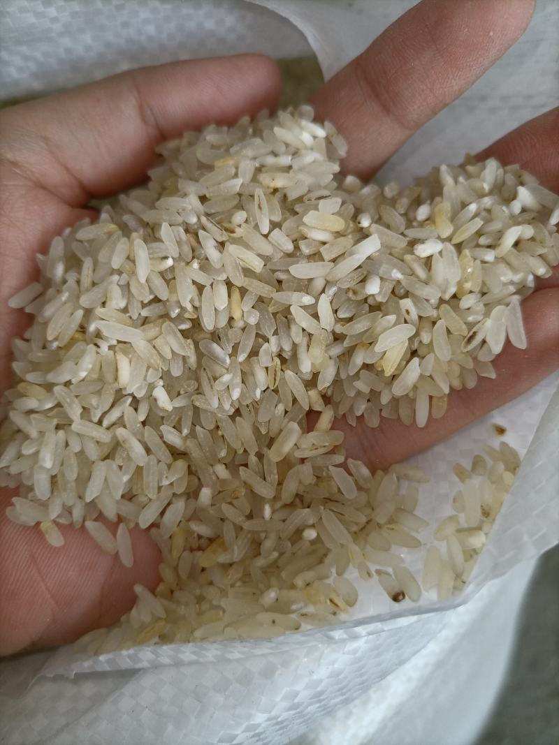 7.11新到碎米纯粹碎米鸡食米养殖场专用饲料米色选米批发